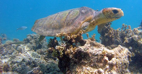 A turtle is swimming over the coral reef.