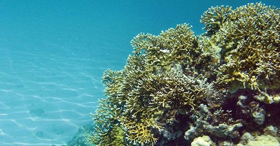 A coral reef with many different types of corals.