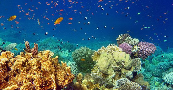 A coral reef with many different types of fish.