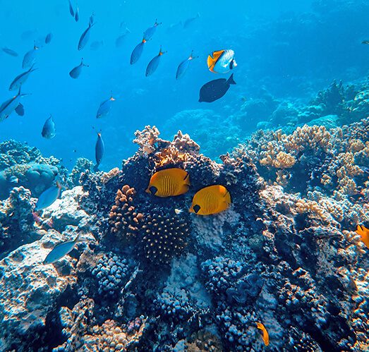 A coral reef with many fish swimming around it.