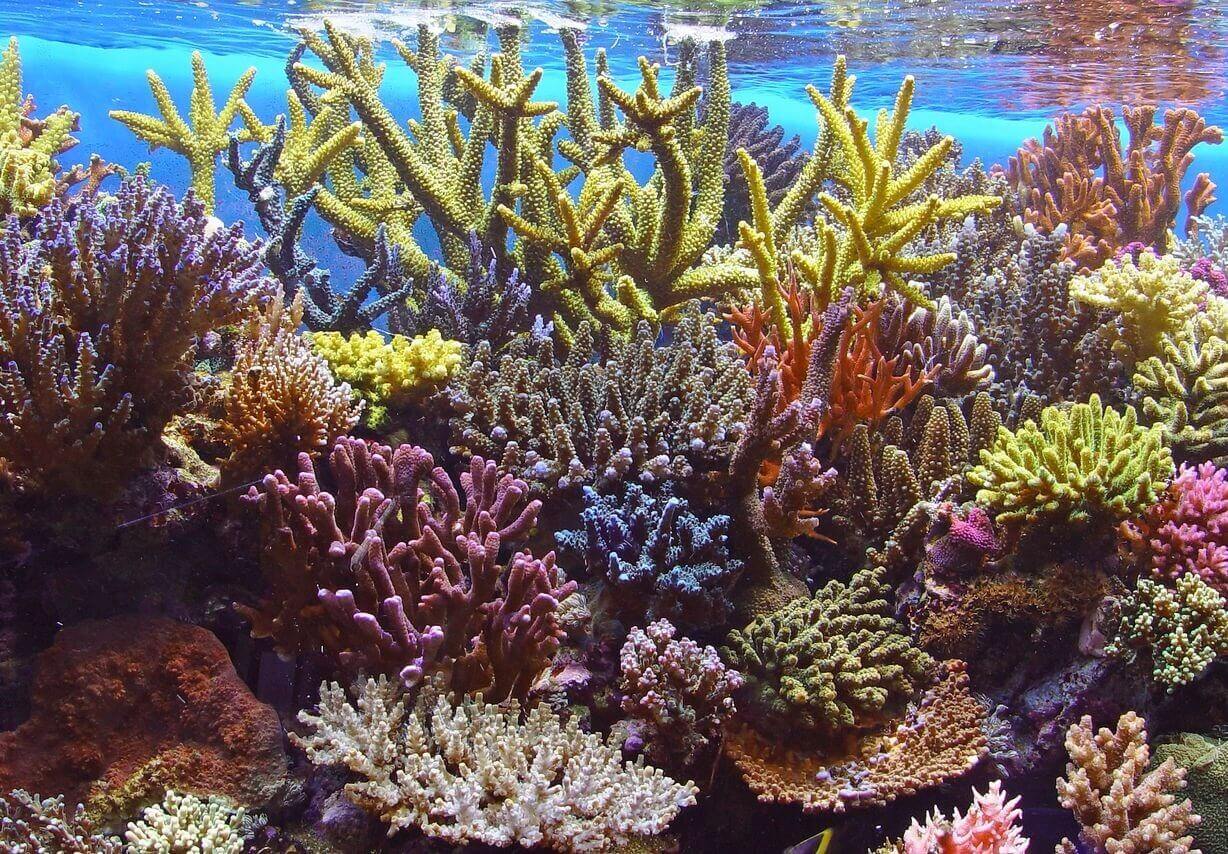 A coral reef with many different types of corals.